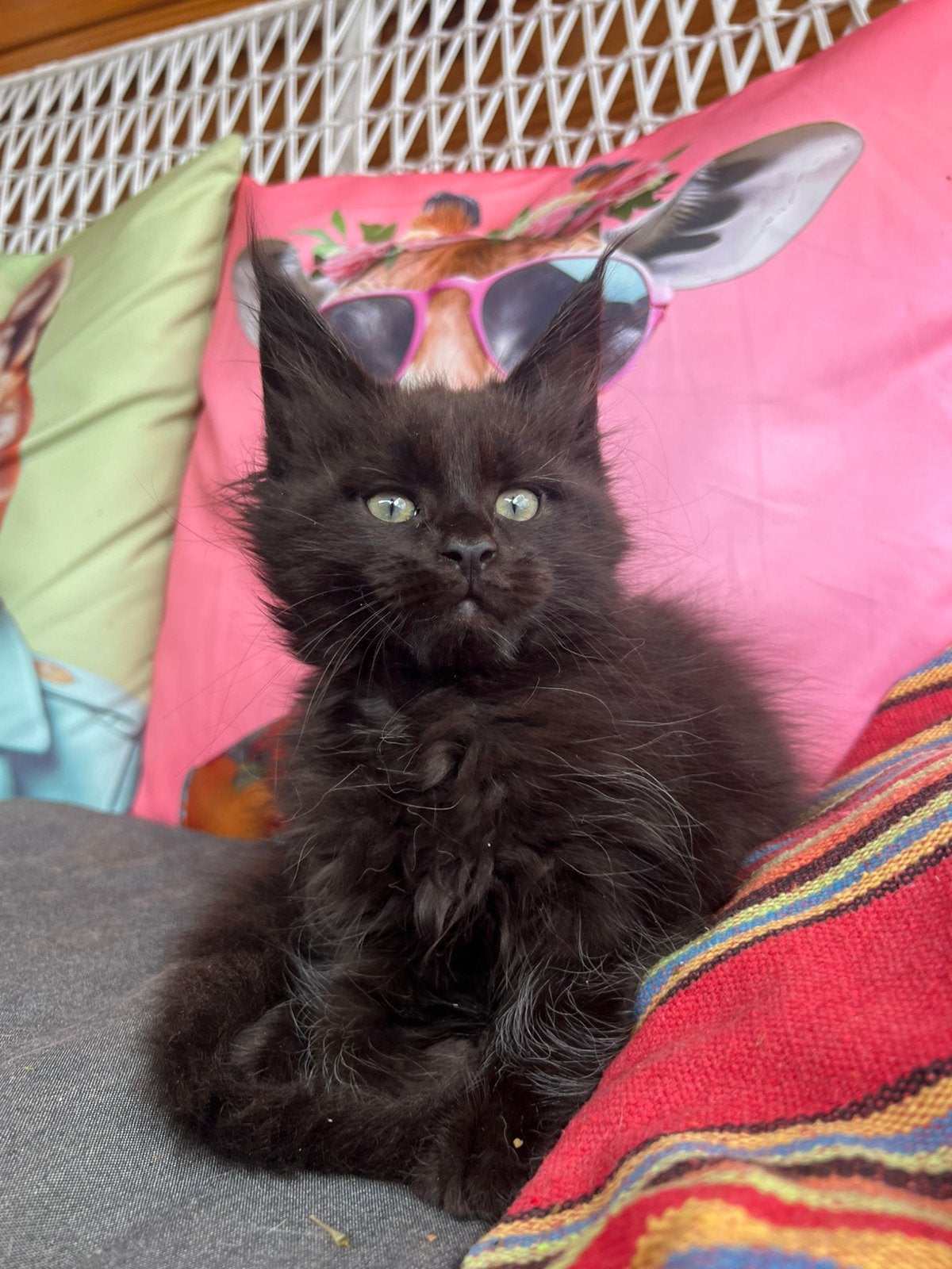 Laatste twee Maine Coon kittens met stamboom., Dieren en Toebehoren, Meerdere dieren, Met stamboom, 0 tot 2 jaar