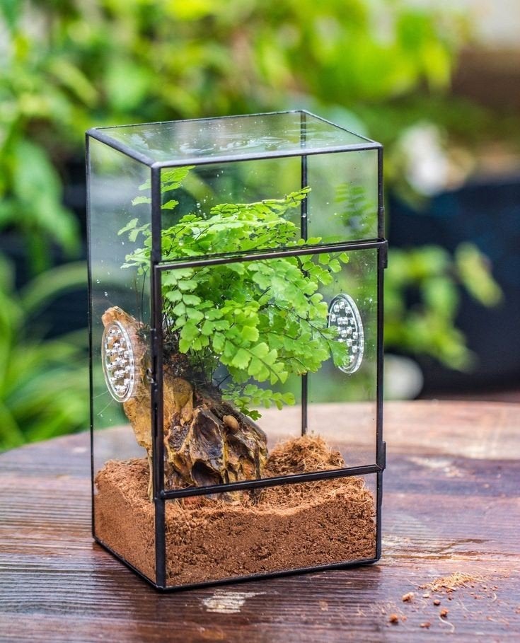 Gezocht - Insecten Terrarium, Dieren en Toebehoren, Overige soorten