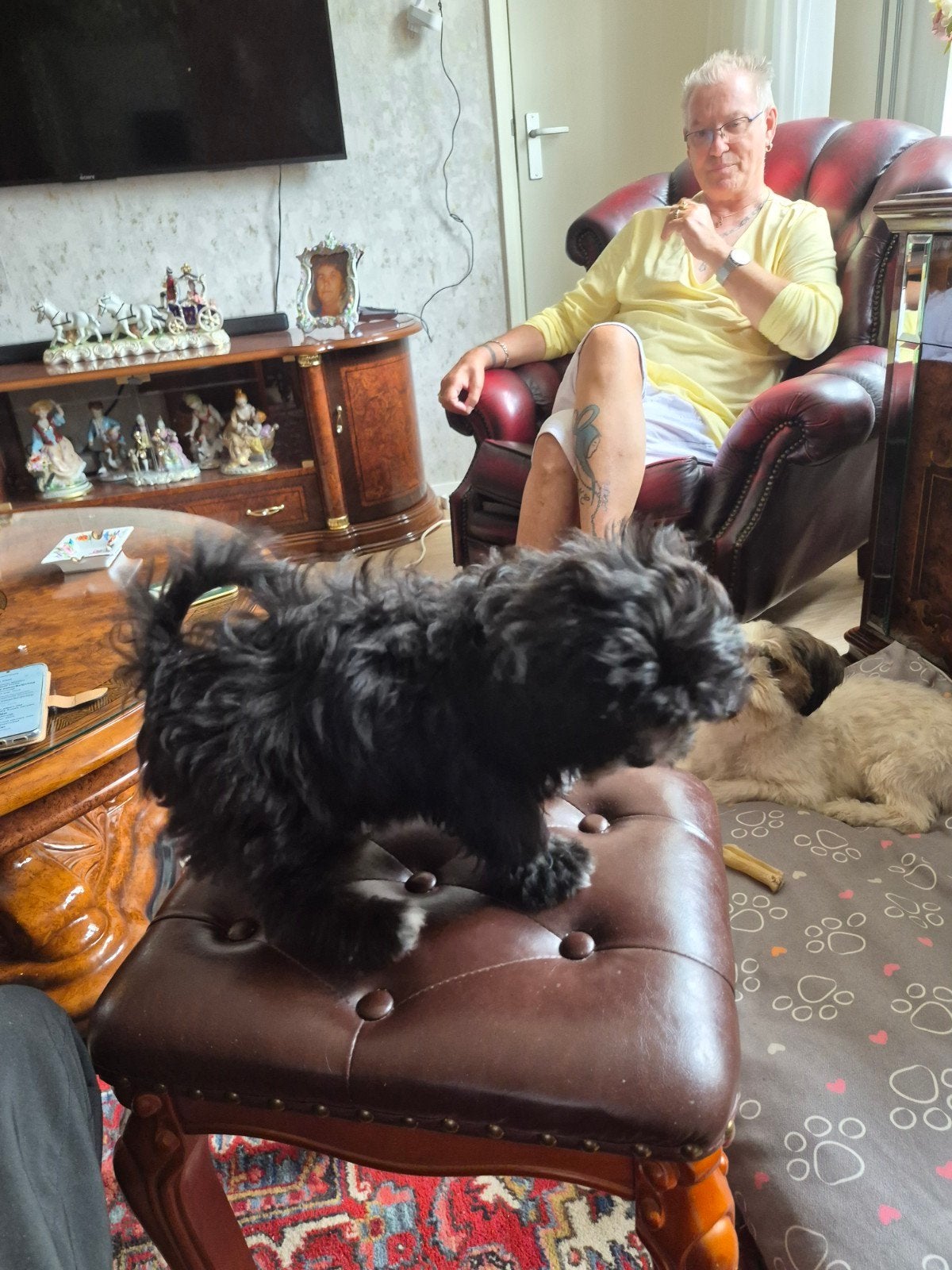 te koop Boomer/Maltipo €1250, Overige rassen, Teef, Eén hond, Nederland