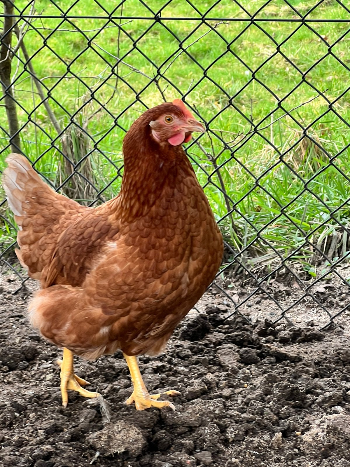 Bruine leghennen / kippen, Dieren en Toebehoren, Pluimvee, Vrouwelijk, Kip