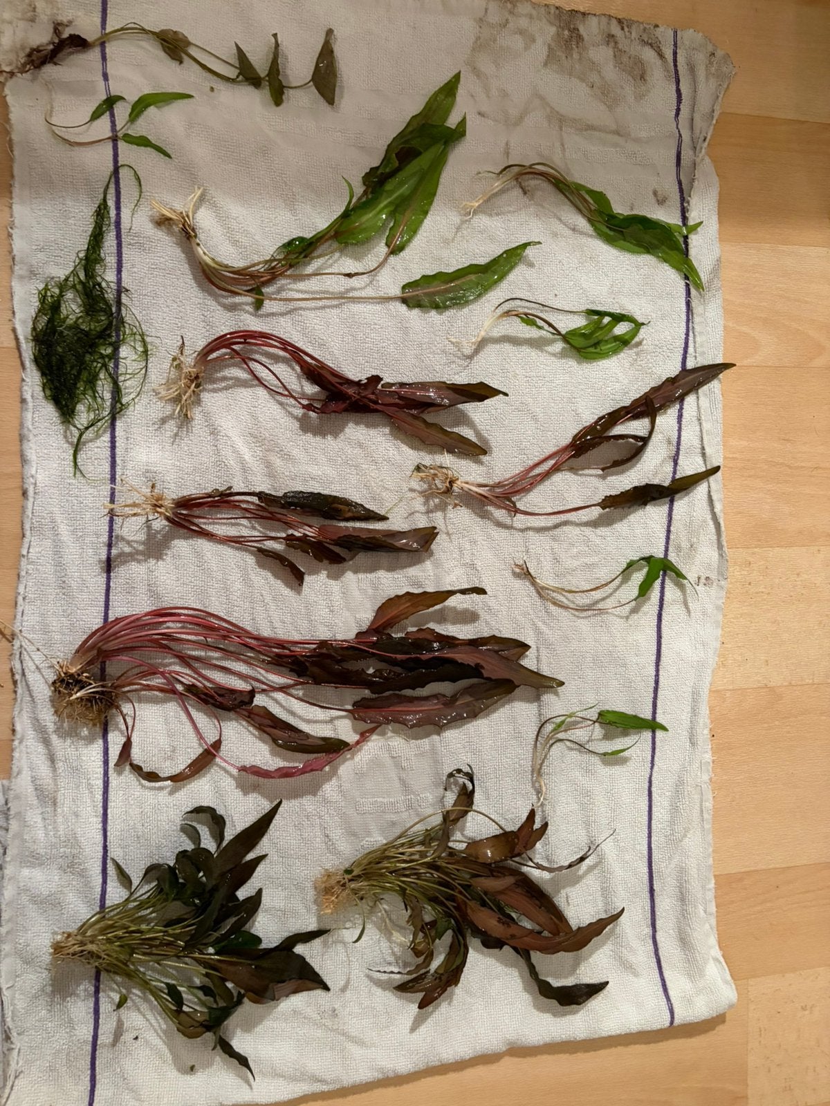 Gezonde aquariumplanten + mos, Dieren en Toebehoren, Ophalen of Verzenden, Nieuw, Plant(en), Steen of Hout