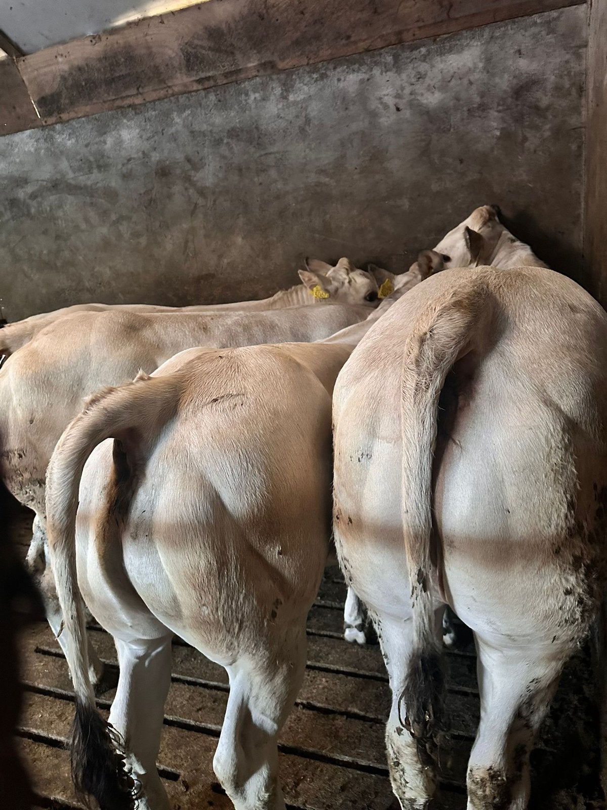 4 Piemontese stamboek pinken, Dieren en Toebehoren, Runderen, Meerdere dieren