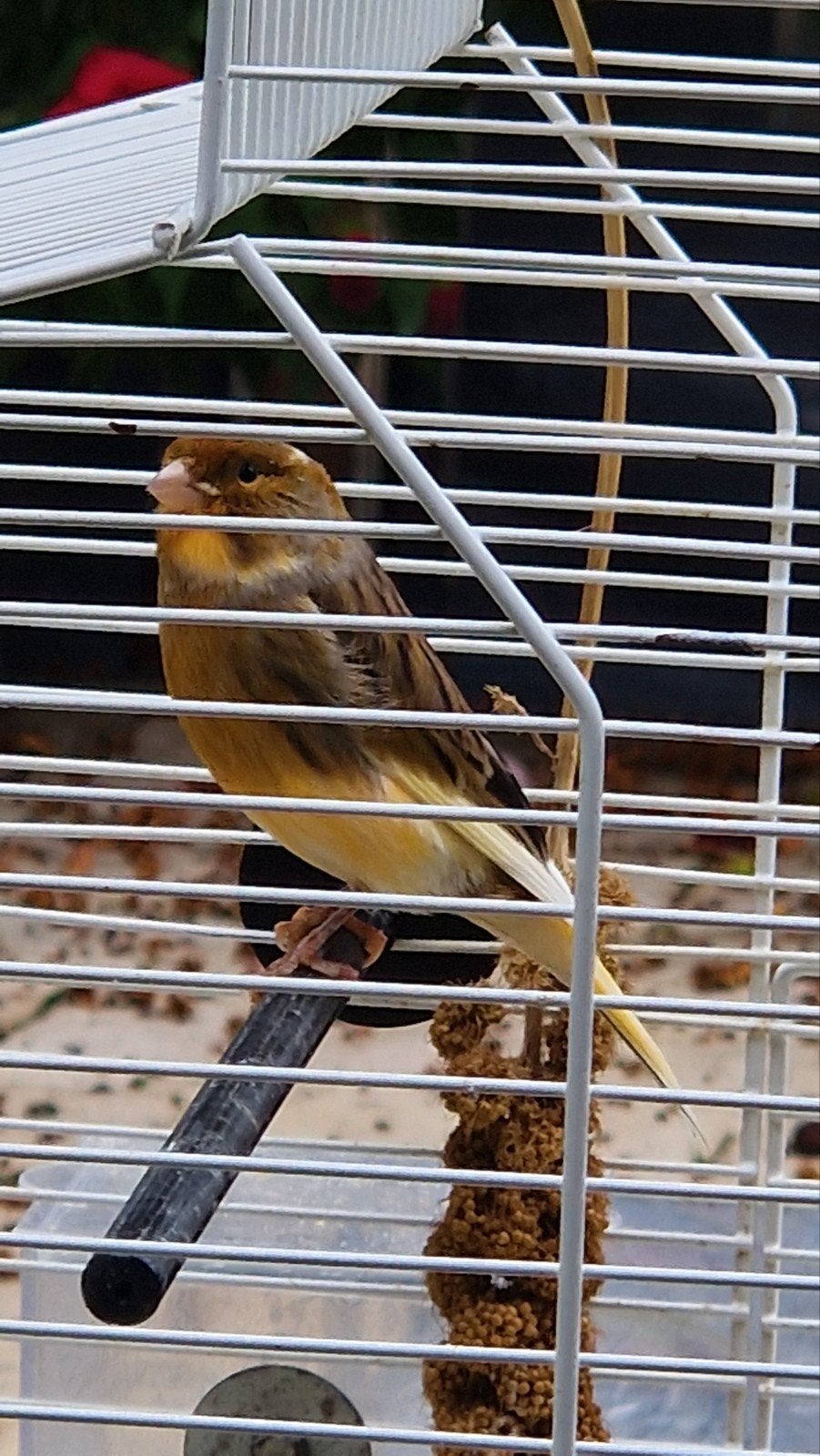 kanarie met kooi, Mannelijk, Zangkanarie