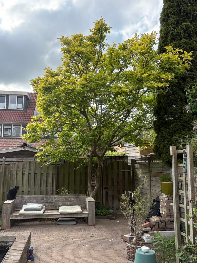 Grote magnolia boom, rond de 5  meter, Overige soorten, Lente, 400 cm of meer, Ophalen