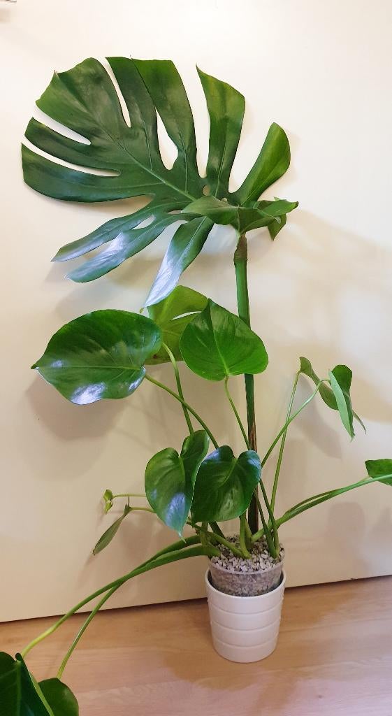 Monstera Deliciosa populaire kamerplant, Overige soorten, In pot, Minder dan 100 cm, Groene kamerplant