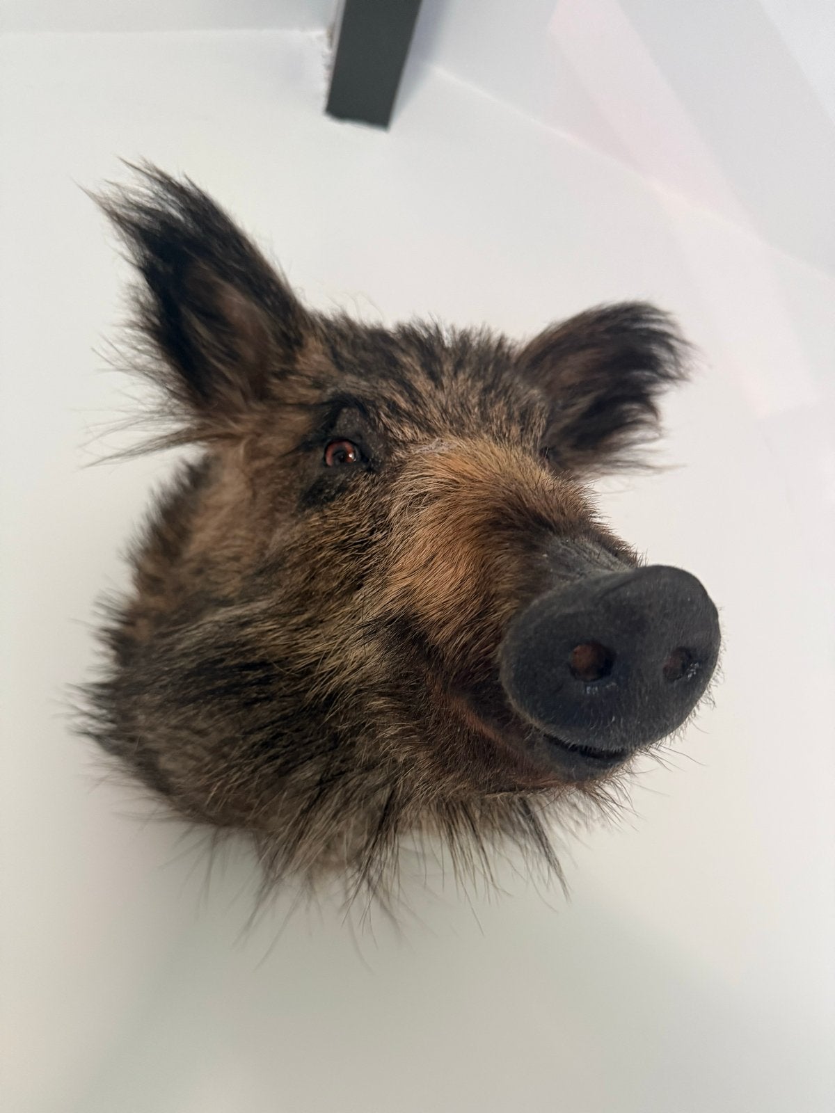 Opgezette Everzwijnkop - Taxidermie, Ophalen, Gebruikt, Wild dier, Gewei of Kop