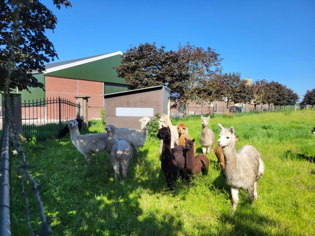 Alpaca's te koop aangeboden, Juni, Meerdere dieren