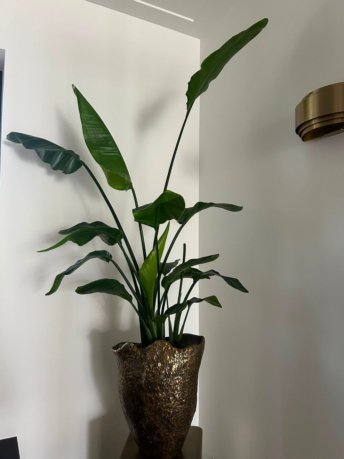 Koperen vaas met echte plant, Ophalen of Verzenden, Volle zon, 100 tot 150 cm