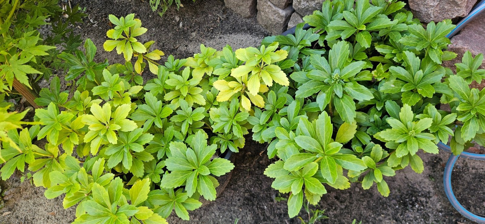 Dikkemanskruid, Pachysandra - Bodembedekker, Tuin en Terras, Ophalen, Halfschaduw
