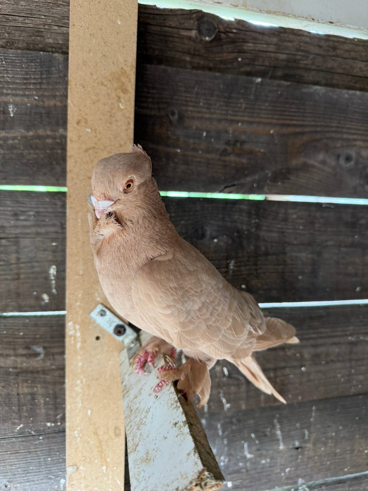 Syrische duiven, Meerdere dieren, Overige soorten