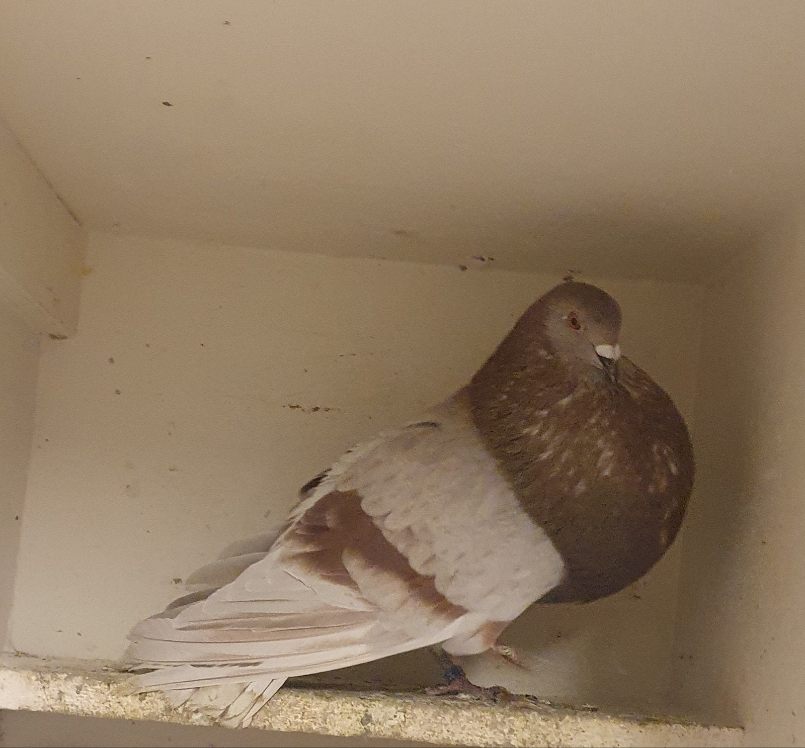 Vaale duif, Dieren en Toebehoren, Vogels | Duiven, Vrouwelijk, Kropper