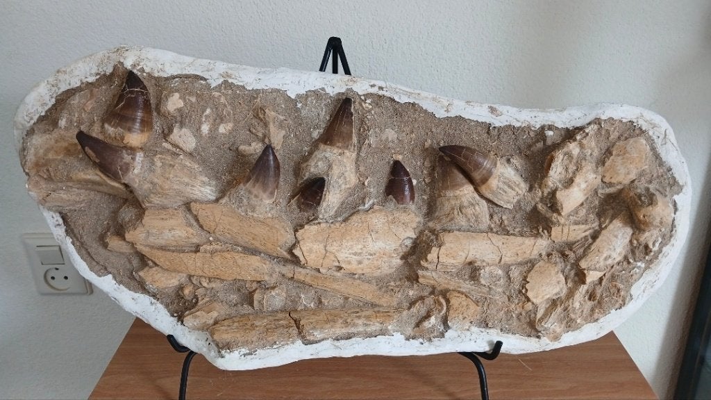 Mosasaurus kaak in origineel matrix fossiel dinosaurus, Ophalen, Fossiel