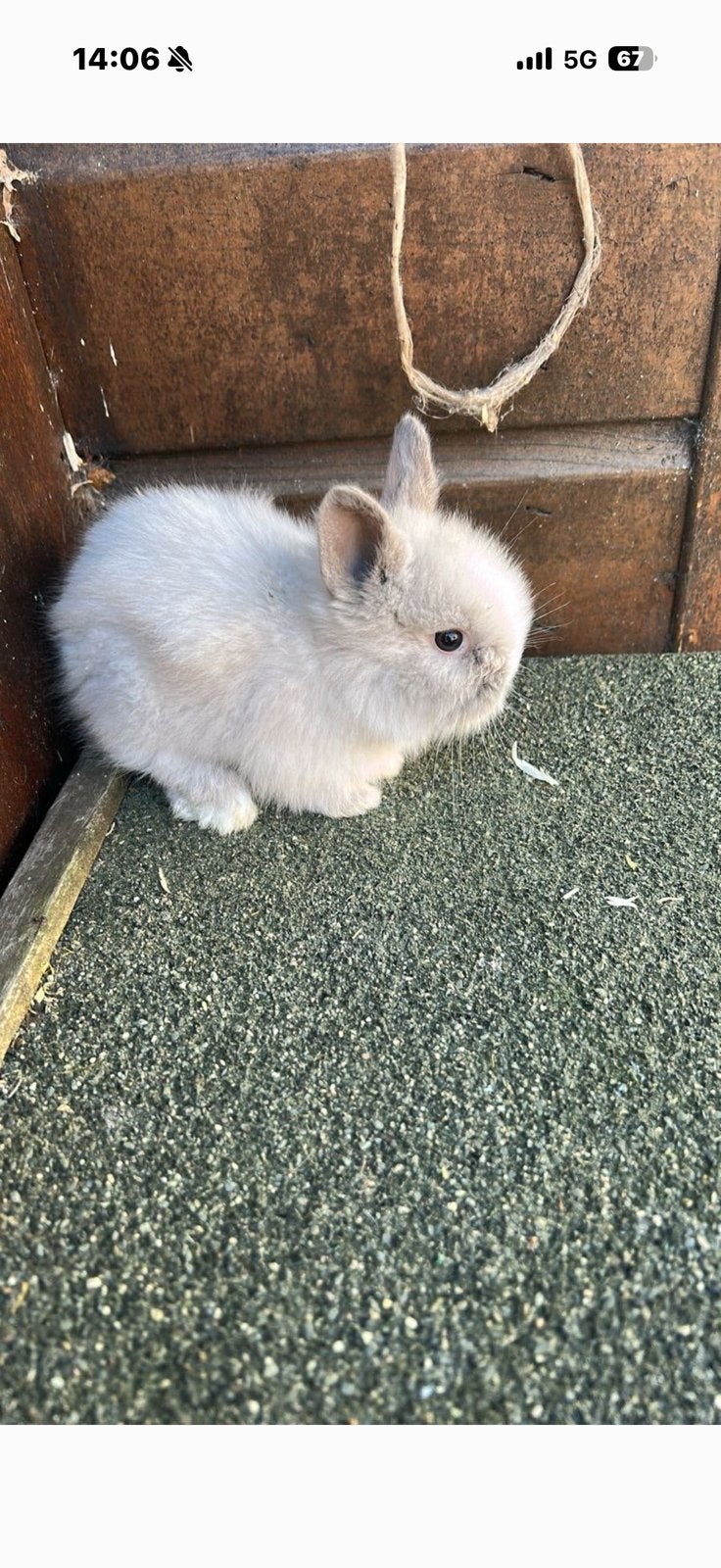 Kindvriendelijke dwergjes, leeuwenkopjes, fluffies+vosjes, Meerdere dieren, Dwerg, 0 tot 2 jaar