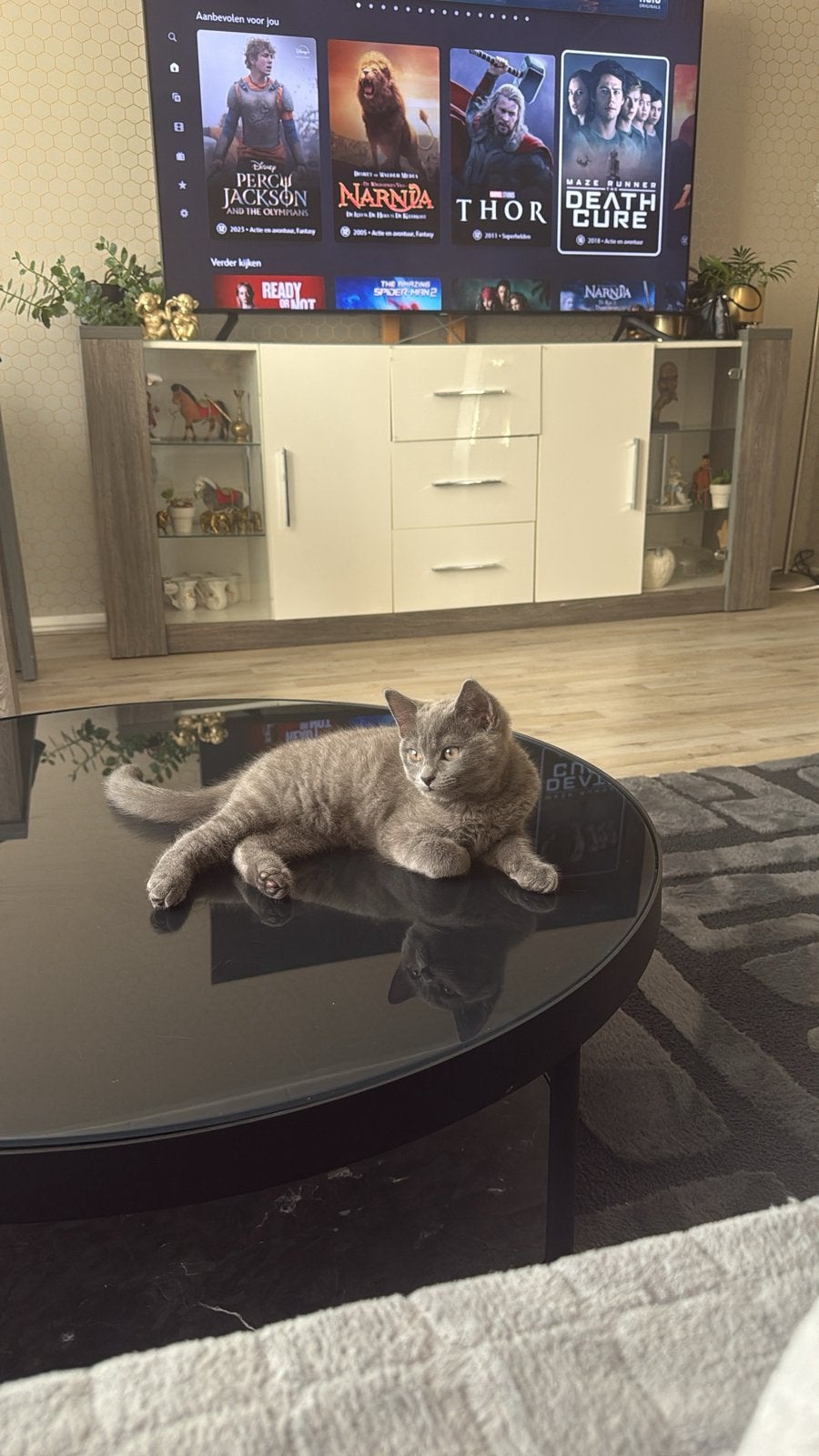 Britse korthaar kitten, Dieren en Toebehoren, Katten en Kittens | Raskatten | Korthaar, Poes, 0 tot 2 jaar
