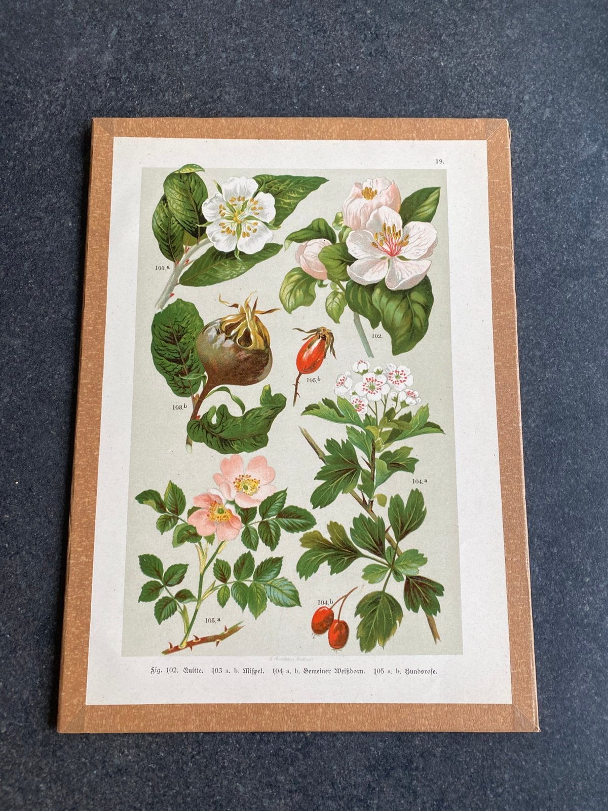 Vele prenten bloemen/ planten 20x29 pst 5 euro uitzoeken, Ophalen of Verzenden, Natuur en Biologie