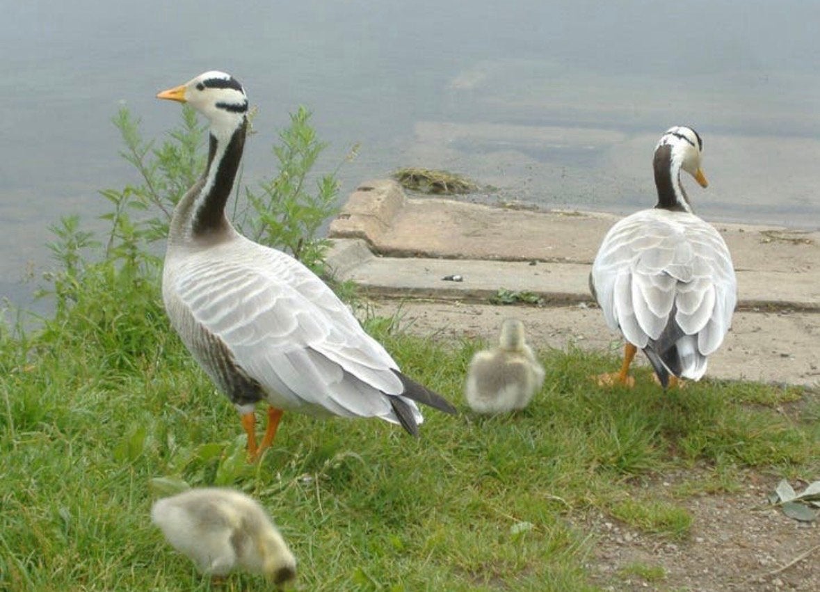 Indische streepkop gans, Geslacht onbekend, Gans of Zwaan