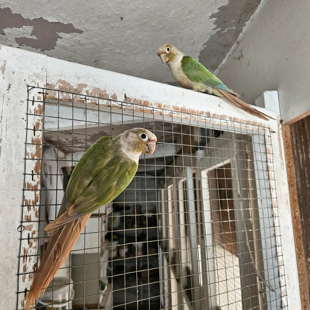 Phurhura parkieten, Dieren en Toebehoren, Vogels | Parkieten en Papegaaien, Meerdere dieren, Parkiet
