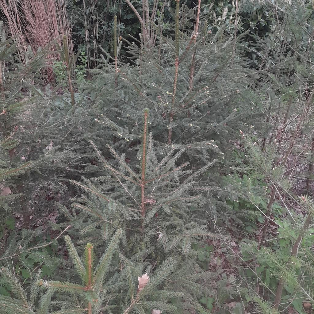 Kerstbomen 15 atuks, Ophalen of Verzenden, Overige soorten, Minder dan 100 cm