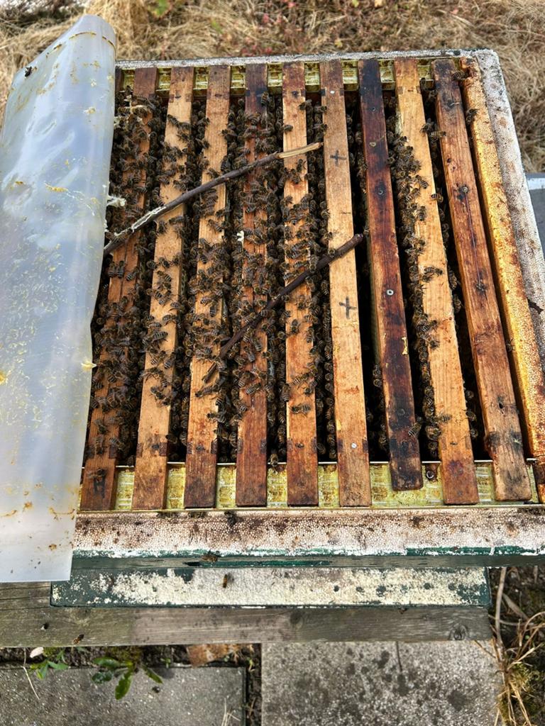 Buckfast 2026 10 raams, Dieren en Toebehoren, Insecten en Spinnen, Bijen
