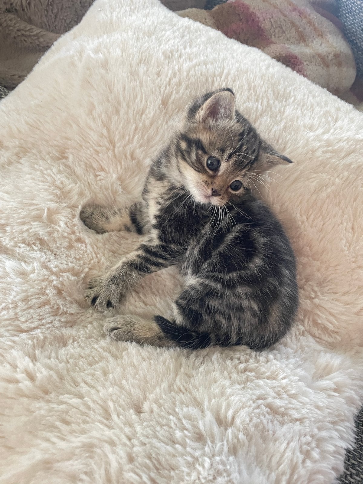 Kitten, Dieren en Toebehoren, Katten en Kittens | Raskatten | Korthaar