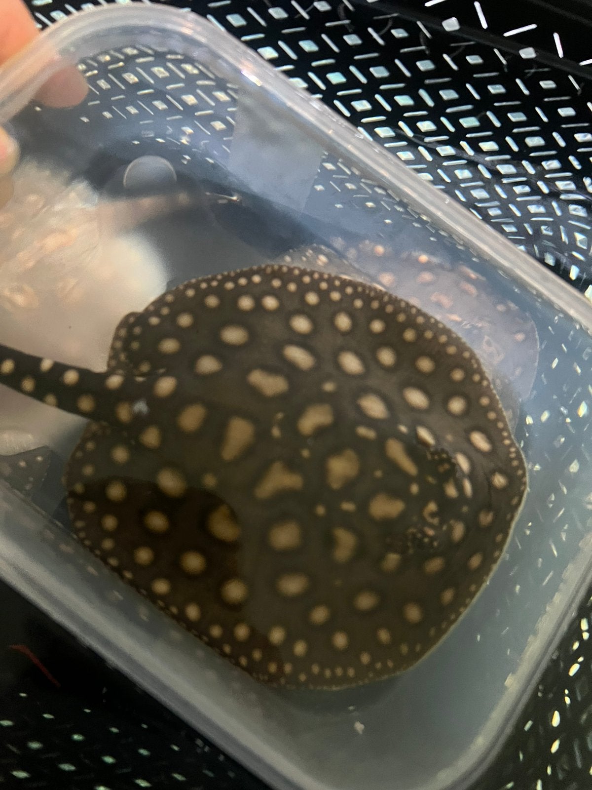 Potamotrygon Black Diamond man, Ophalen, Nieuw