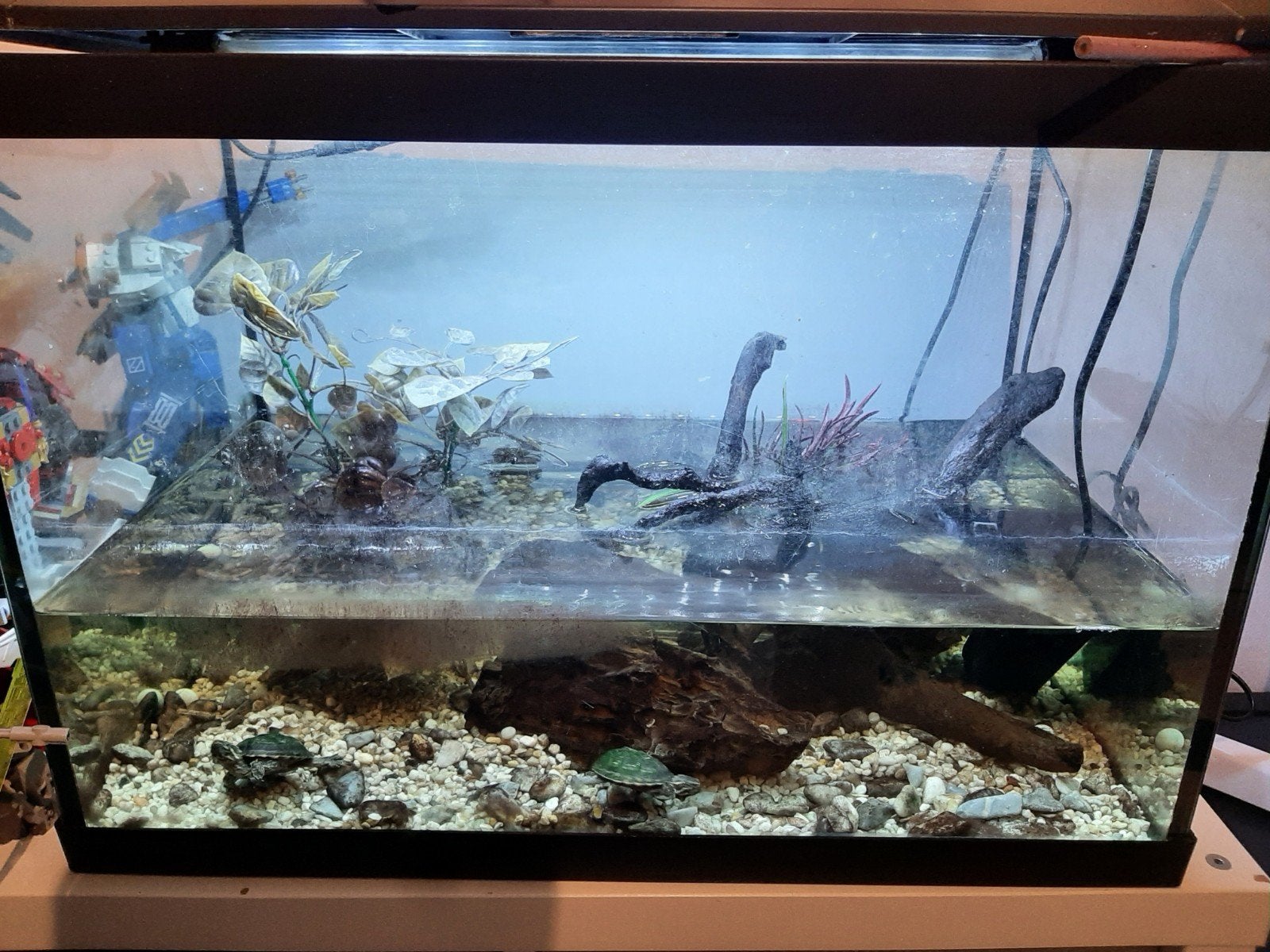 1 aquarium met 2 schildpadden, 1 aquarium met 1 schildpad, Ophalen, Inclusief planten, Zo goed als nieuw, Gevuld zoetwateraquarium