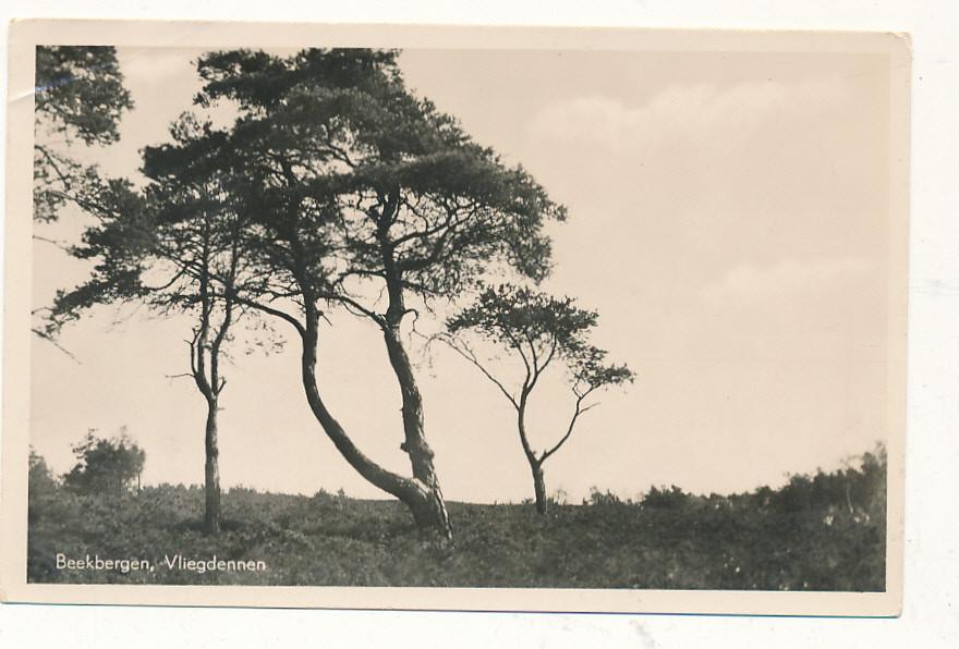 11099 Beekbergen, Vliegdennen, Ophalen of Verzenden, 1940 tot 1960, Gelderland
