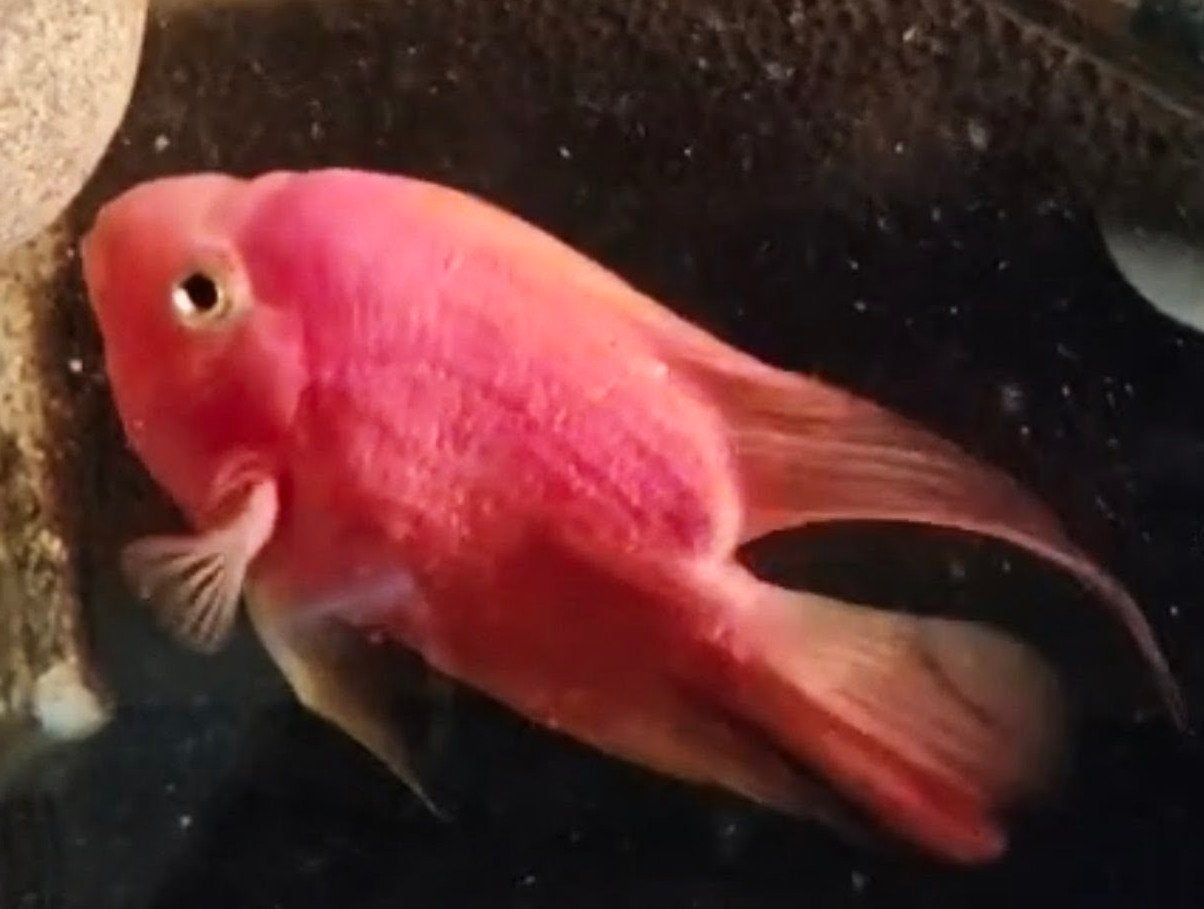 Bloodparrot, Vis