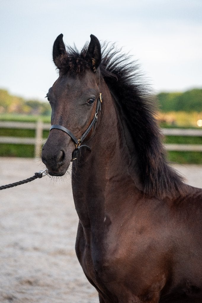 Fries hengst veulen Rutger x Alwin vol papier, Dieren en Toebehoren, Paarden, Minder dan 160 cm, Met stamboom, Niet van toepassing