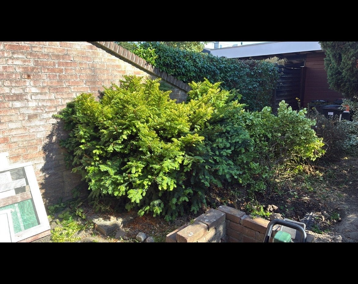 Gratis tuinplanten - zelf uitscheppen en afvoeren, Tuin en Terras, Planten | Tuinplanten, Ophalen, Vaste plant, Overige soorten