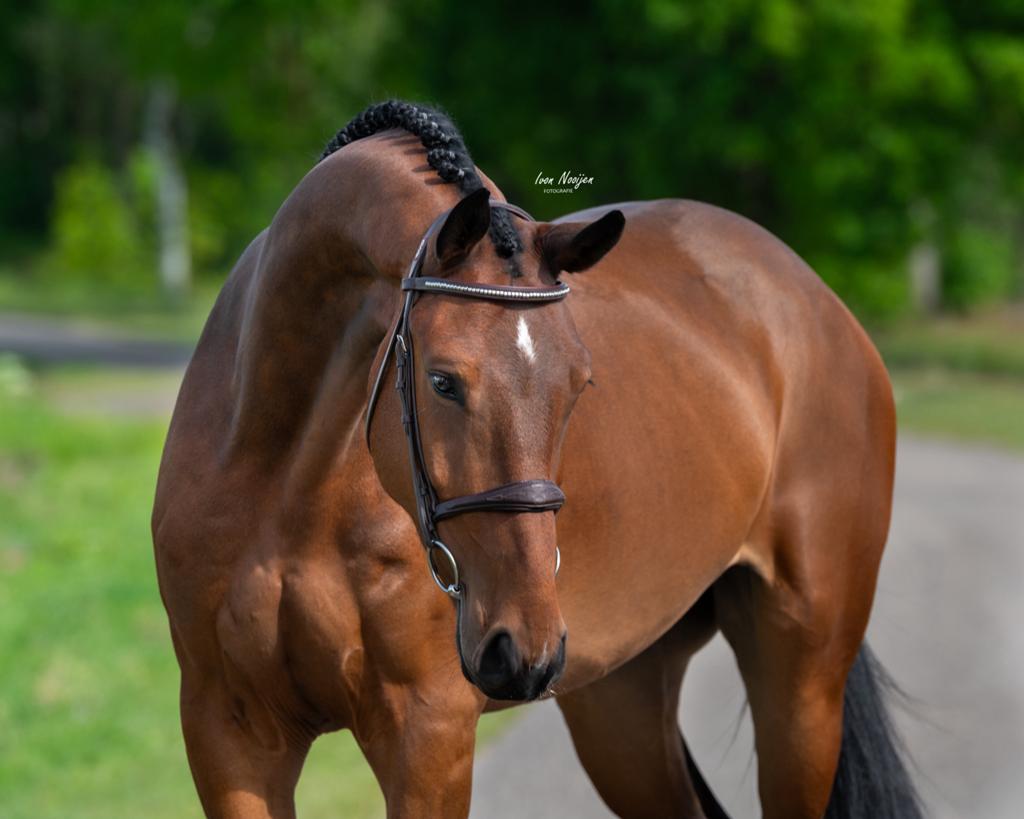 4jr springpaard v. Comilfo plus z, Springpaard, Ruin, Met stamboom, B