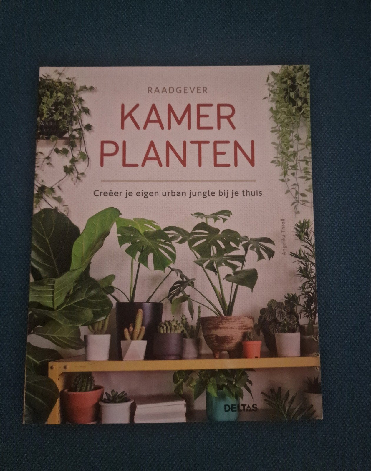 Angelika Throll-Kamer planten, Ophalen of Verzenden, Zo goed als nieuw, Tuinieren en Tuinplanten