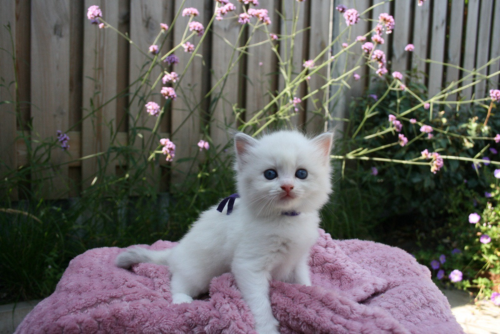 Prachtige Ragdoll kittens, Meerdere dieren, Ontwormd