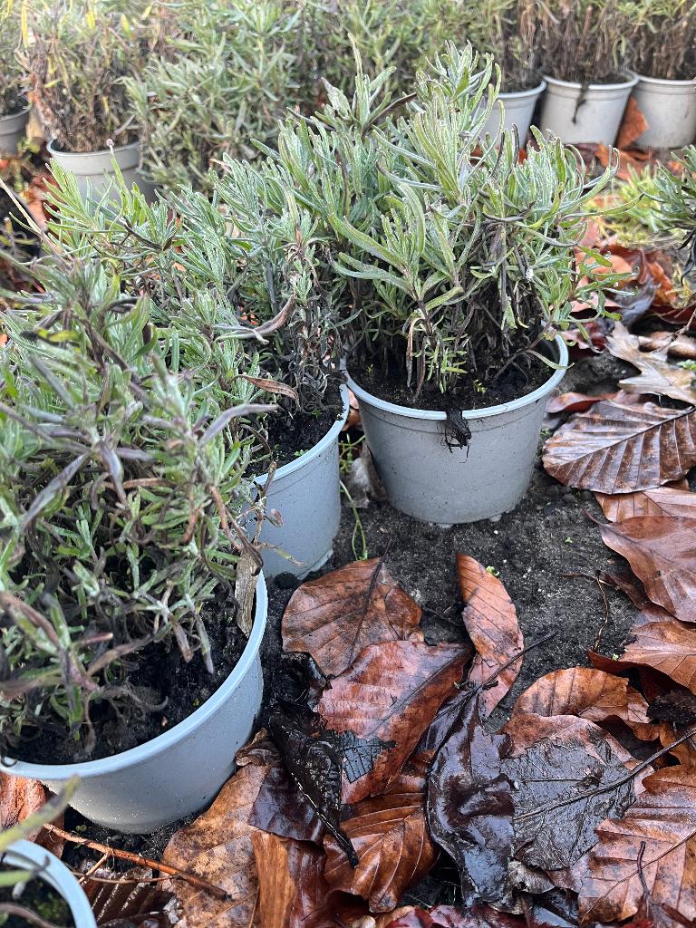 lavendel, Tuin en Terras, Planten | Tuinplanten, Volle zon, Vaste plant, Zomer, Ophalen