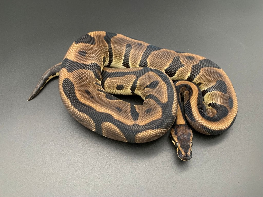 1.0 leopard 66% DH DG/Pied python regius, Slang, 0 tot 2 jaar