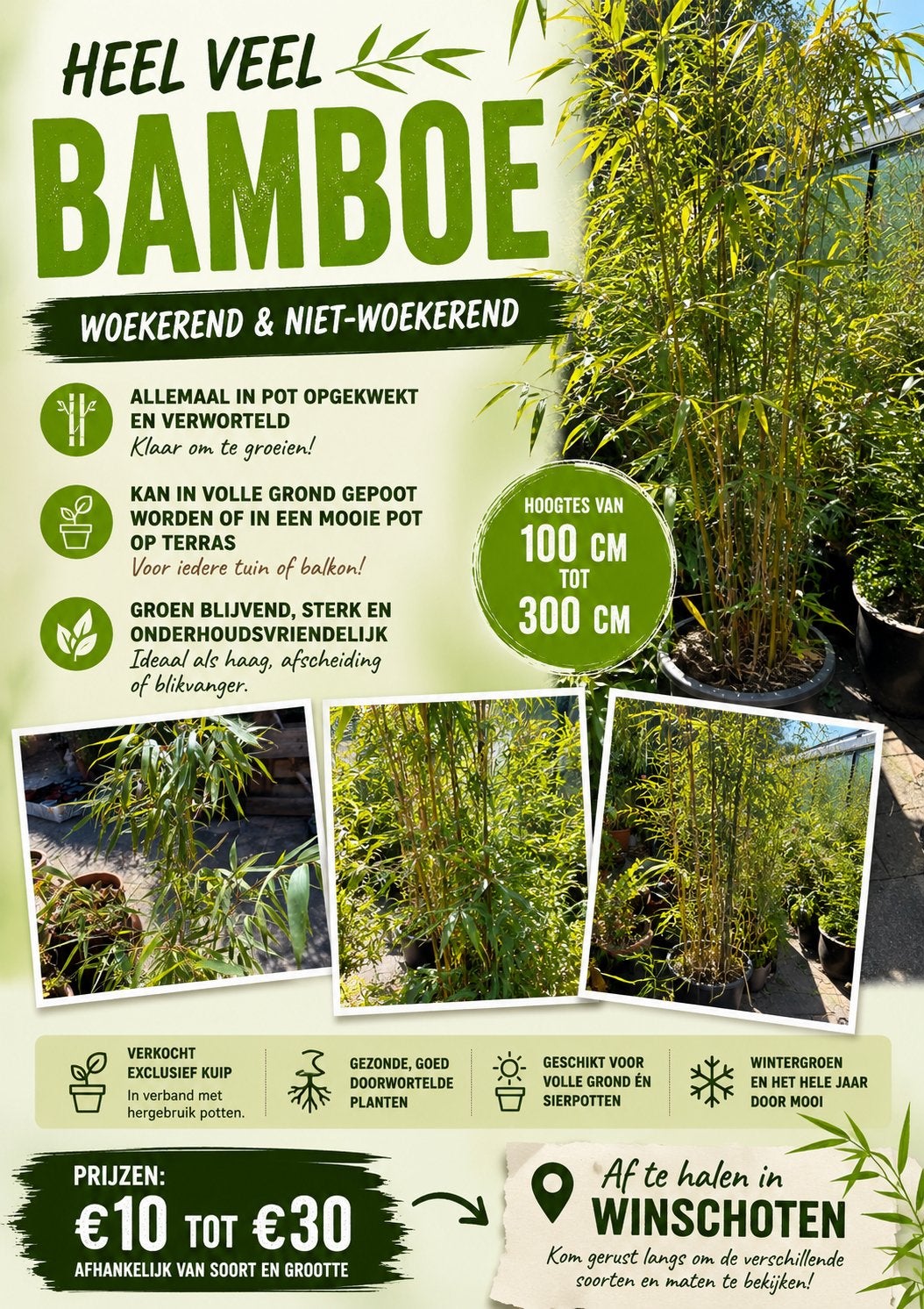 Bamboe Woekerend én Niet-Woekerend!, Tuin en Terras, Ophalen, Bloeit niet, Overige soorten, Halfschaduw