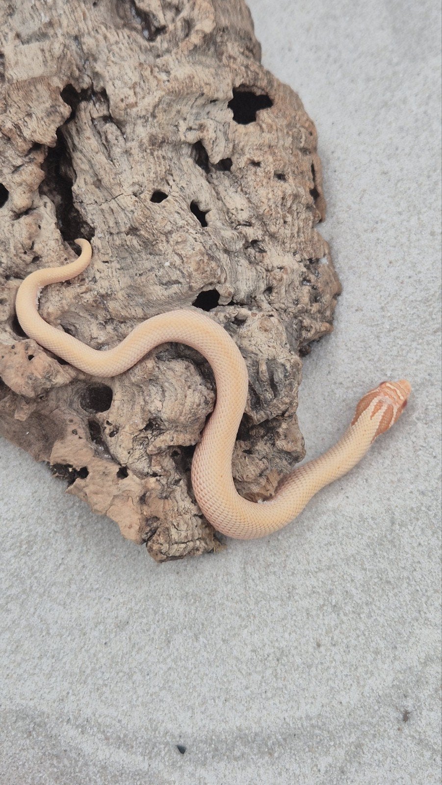 Haakneusslang het snow Hognose Snake - unknown for sale from De Jong