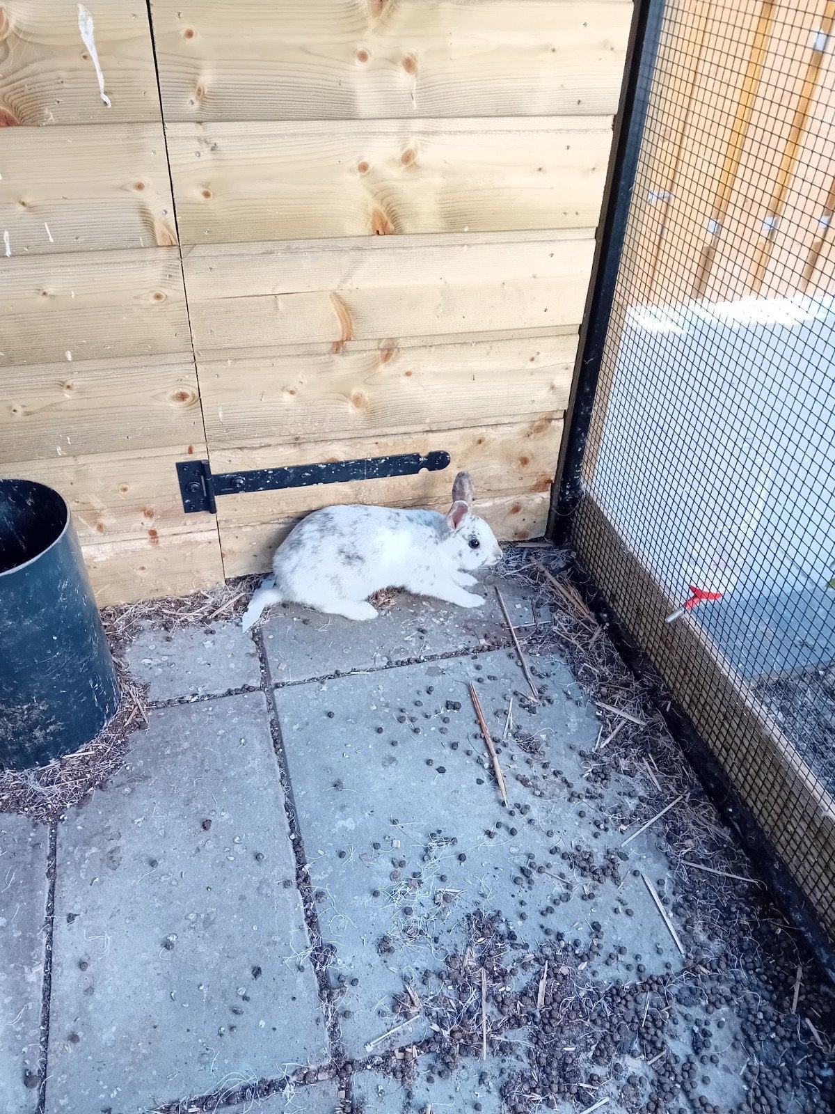 lief konijn, Dieren en Toebehoren, Vrouwelijk, 0 tot 2 jaar