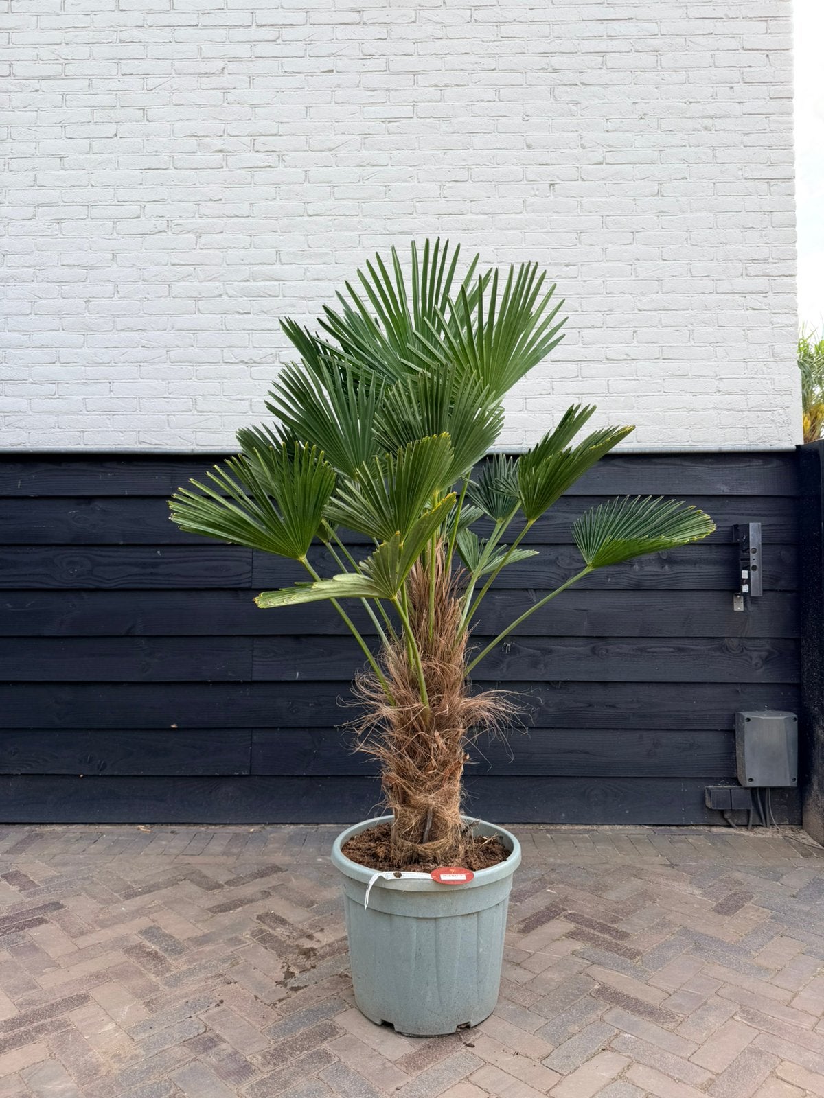 Trachycarpus wagnerianus palmbomen 50/60 cm stamhoogte, Volle zon, Ophalen of Verzenden, 100 tot 250 cm, Zomer