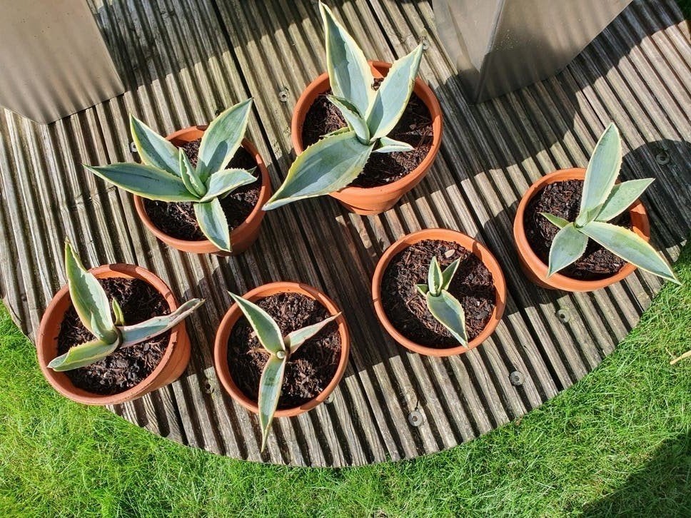 Agave stekjes, Ophalen