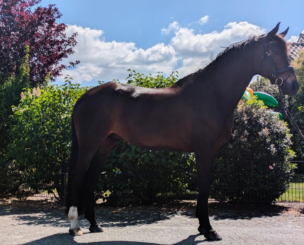 11 jarige ruin van Everdale, Ruin, Dressuurpaard, 3 tot 6 jaar