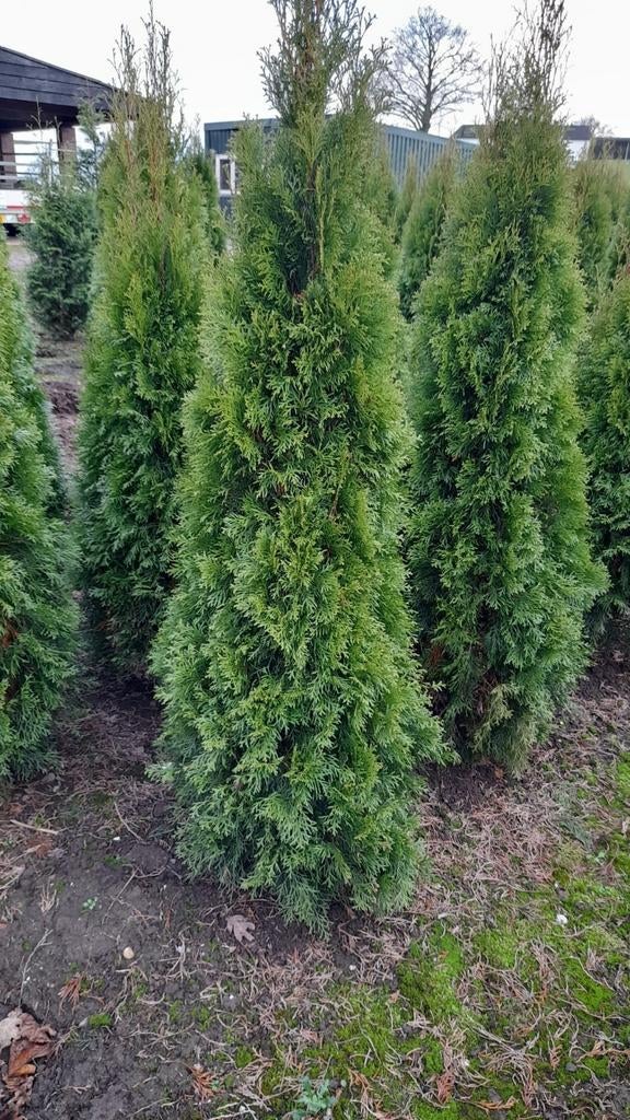 Conifeer Thuja occidentalis 'Smaragd' 🌲, Ophalen, Conifeer, 100 tot 250 cm