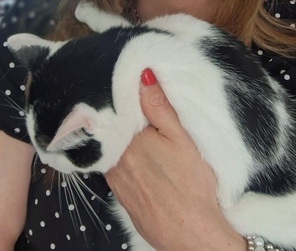 Kater  gratis, Kater