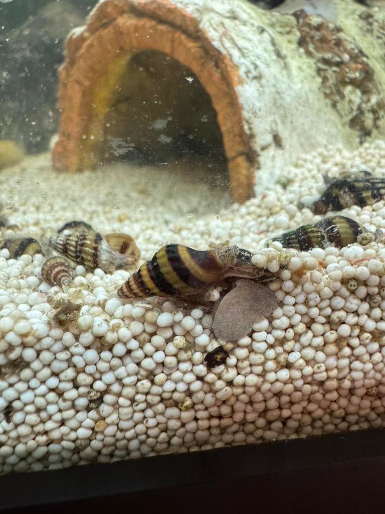 Aquarium slakkenplaag? Anentome helena: slaketende slakken, Dieren en Toebehoren, Vissen | Aquariumvissen, Slak of Weekdier, Zoetwatervis
