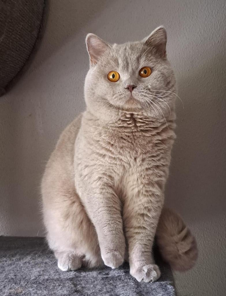 DEKKATER, Brits korthaar lilac met stamboom, 0 tot 2 jaar