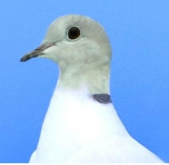Gezocht kleurkop lachduif., Dieren en Toebehoren, Vogels | Duiven