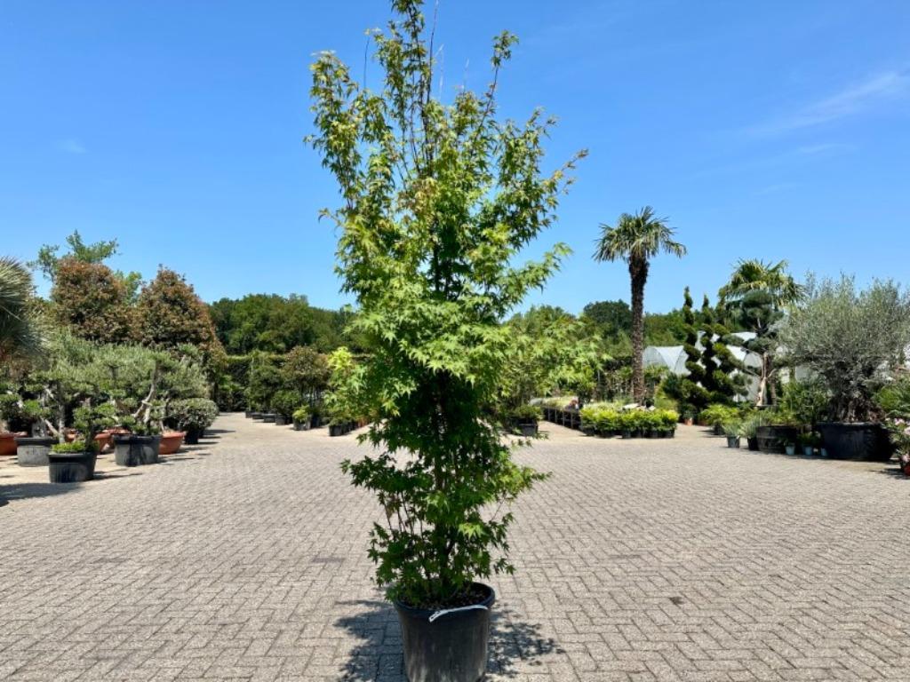 Acer palmatum - Japanse Esdoorn 150/175 cm te koop, Tuin en Terras, Planten | Bomen, In pot, Halfschaduw, 100 tot 250 cm, Overige soorten