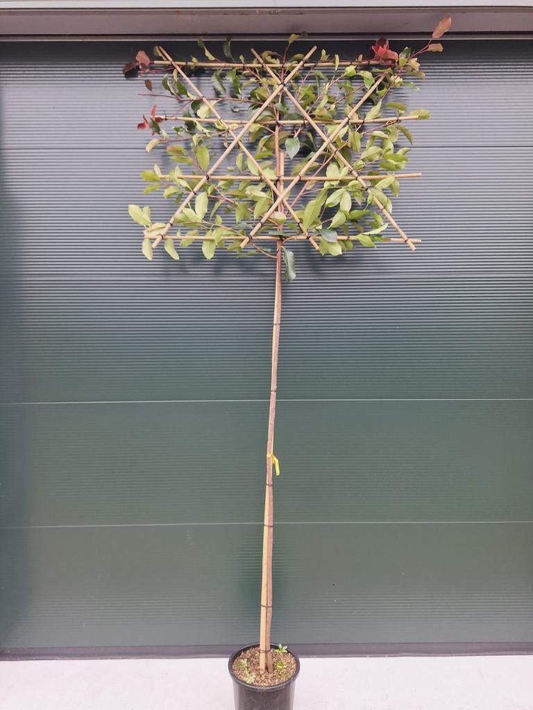 Glansmispel leibomen,  Photinia Camilvy, Wintergroen, In pot, Leiboom, Halfschaduw, Ophalen of Verzenden