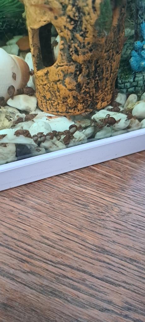 Gratis aquariumslakken, Dieren en Toebehoren, Slak of Weekdier, Zoetwatervis
