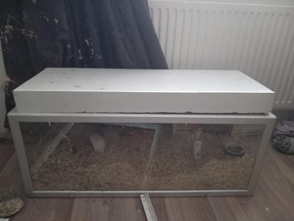 Kooi spoed, Minder dan 60 cm, Gebruikt, Overige typen, Ophalen of Verzenden